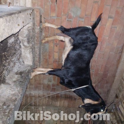২টা উন্নত জাতের গর্ভবতী ছাগল বিক্রি করবো।